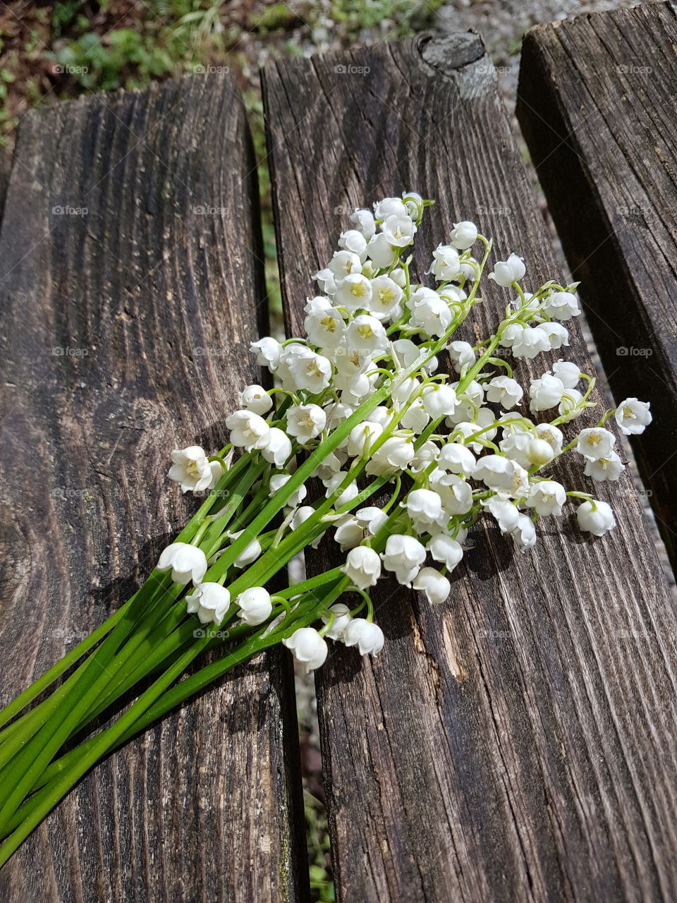 A Bunch of Lilies of the Valley