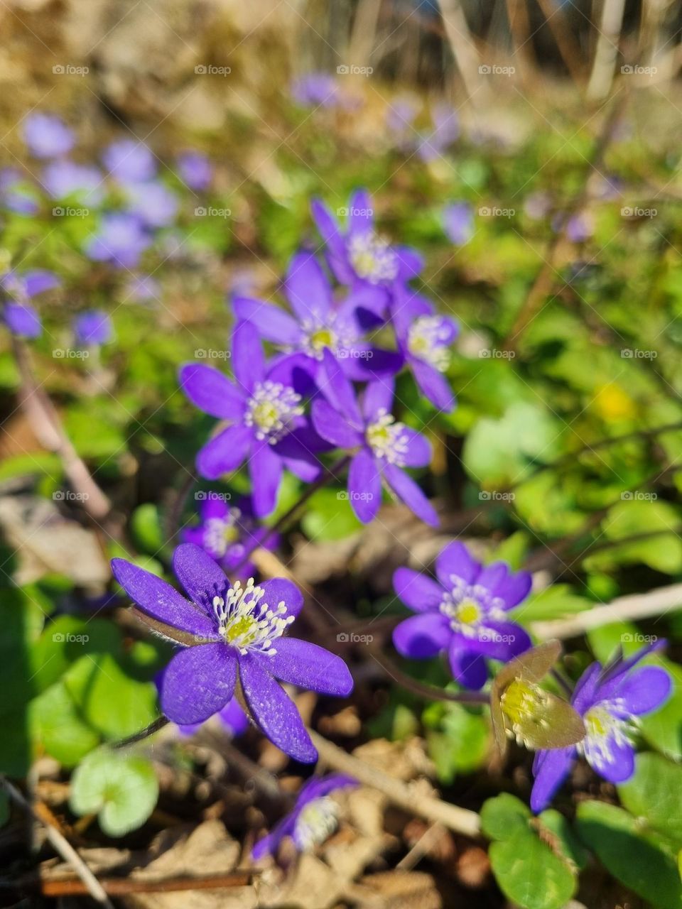 "Hepatica"