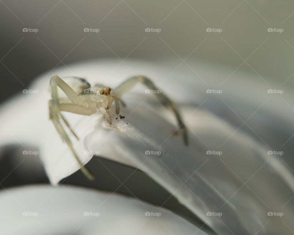 Flower crab spider perching on flower petal