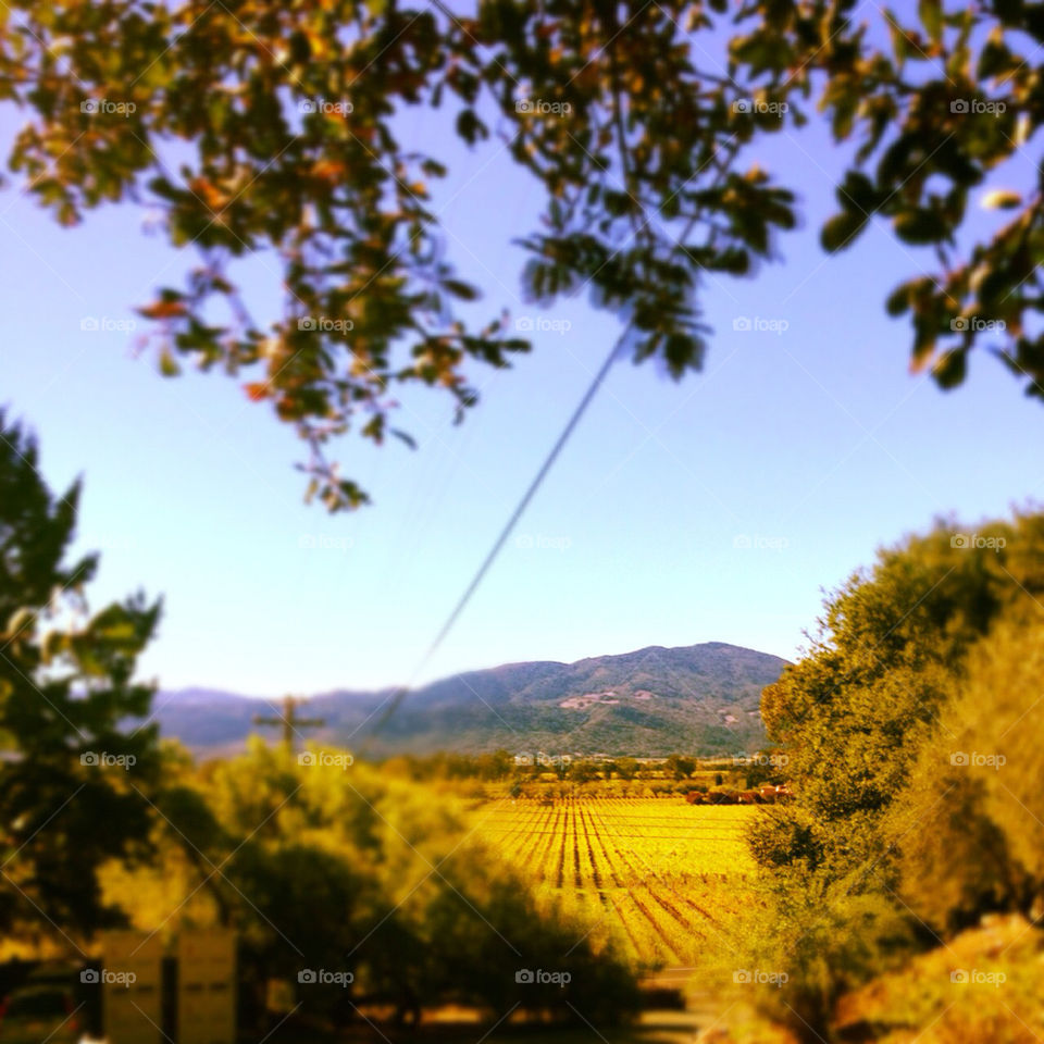 grapes trees vineyards napa valley trees fall autumn mountains grapes napa valley by crabople