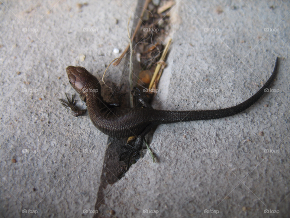 lizard reptile by juulli_ya