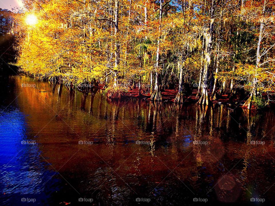 Cypress forest reflections