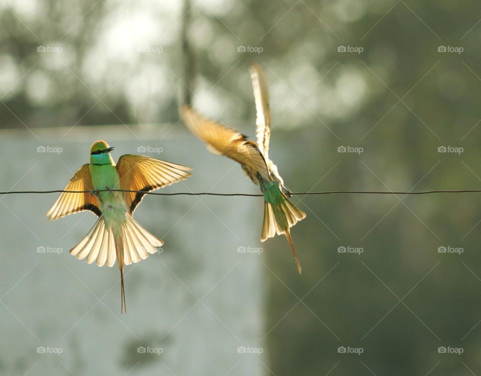 green bee eater bird pair
