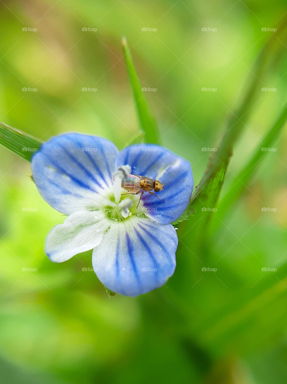 macrophoto of insect on the flower made with phone