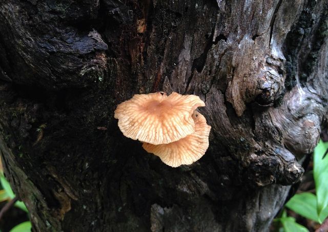 mushroom