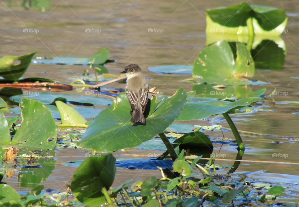 Bird perching on lily pad