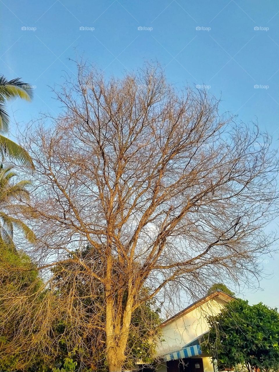 The trees are still dead. Still beautiful