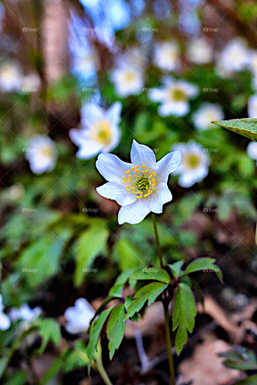 Gorgeous white wood anemone! 