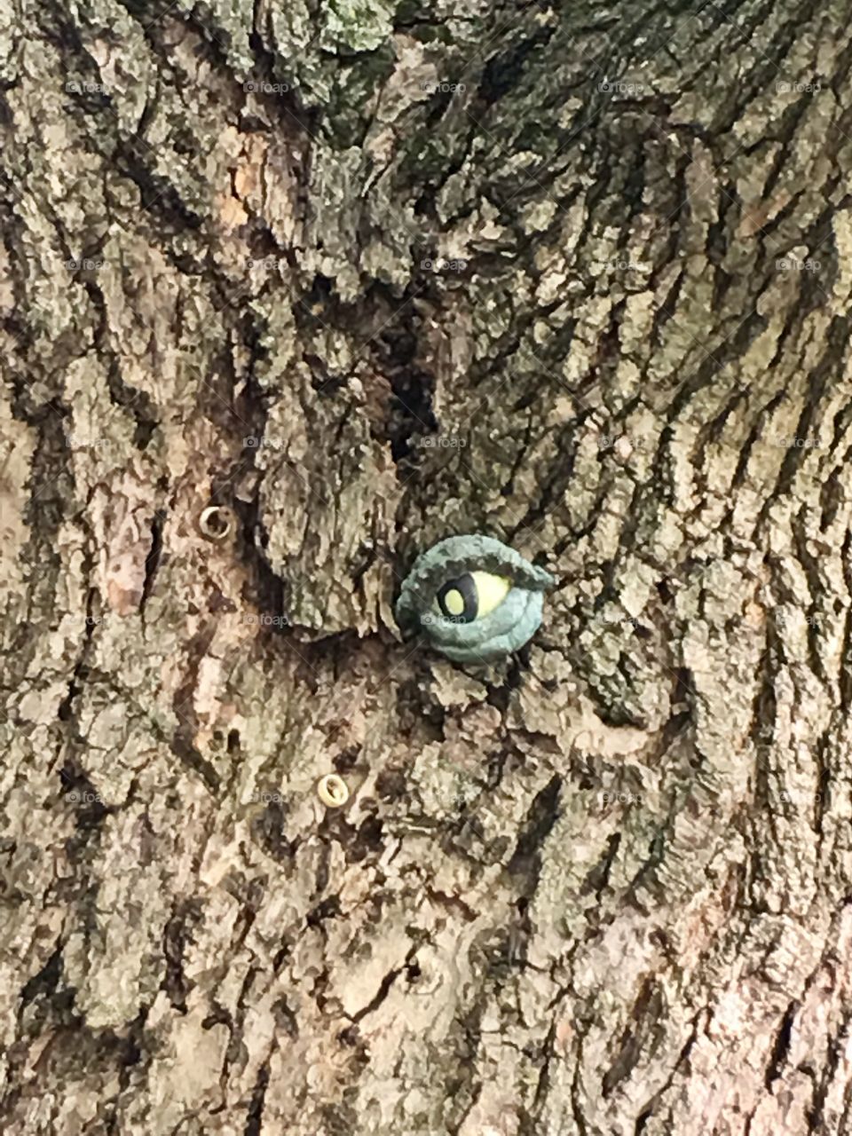 Tree is watching