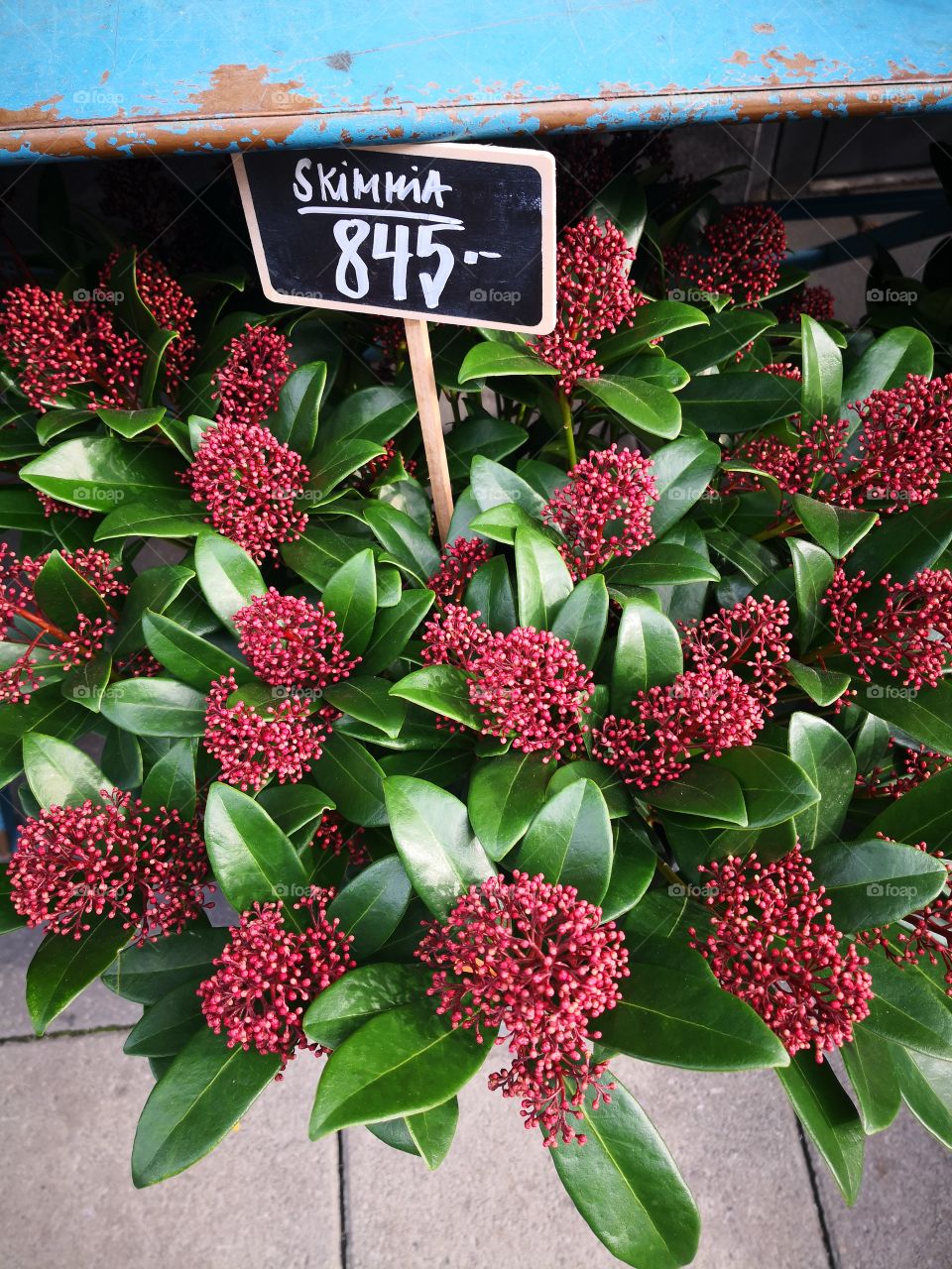 Red-brownish flower.