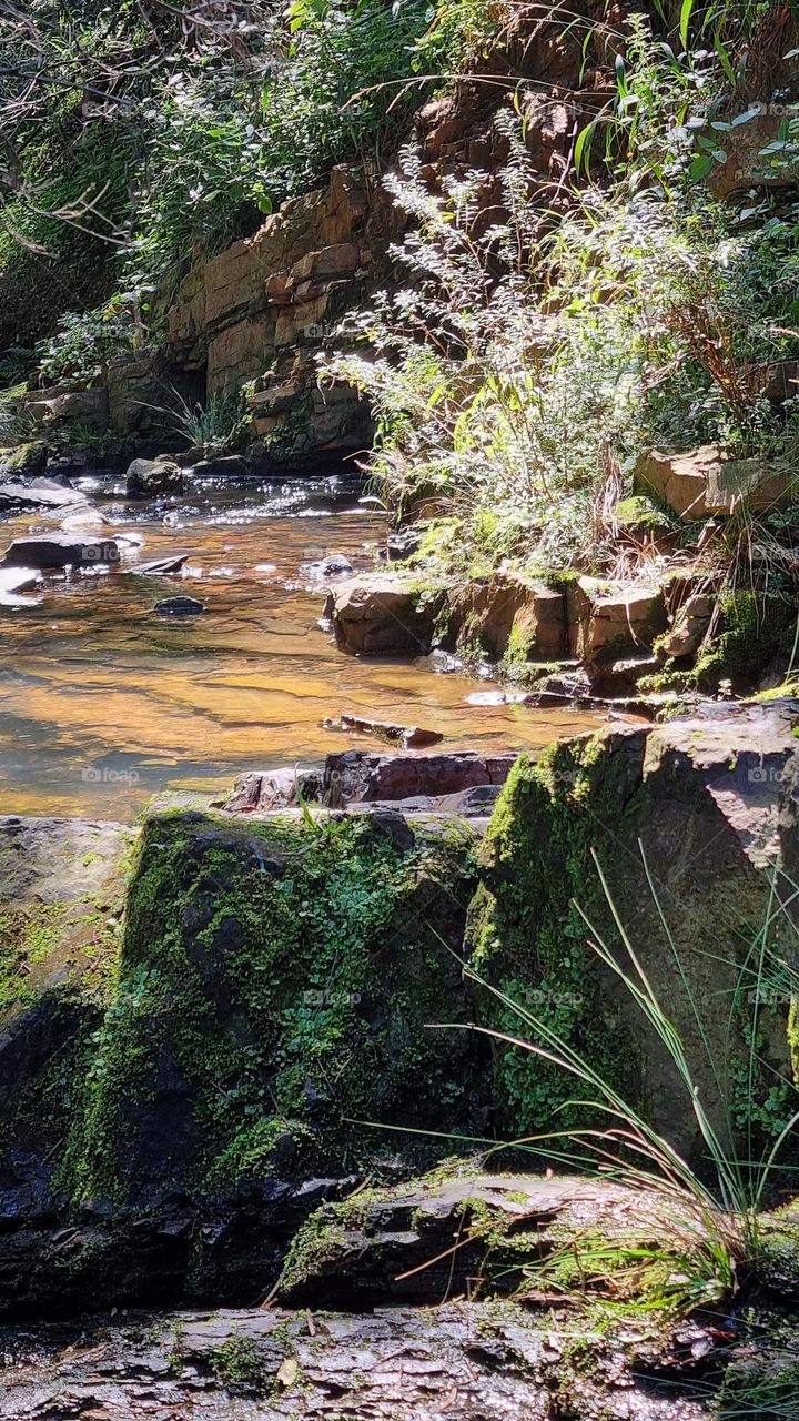 beautiful forest stream with moss growing on rocks