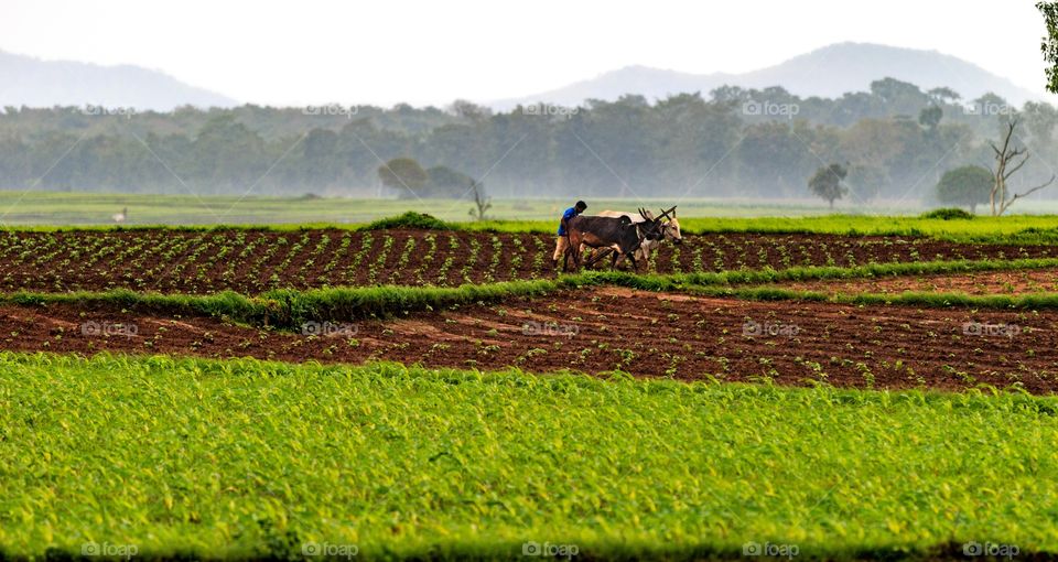 farmer and his farming land. i owe them for the food on my plate. from the land of Karnataka, India