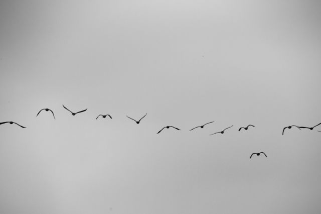 Birds 