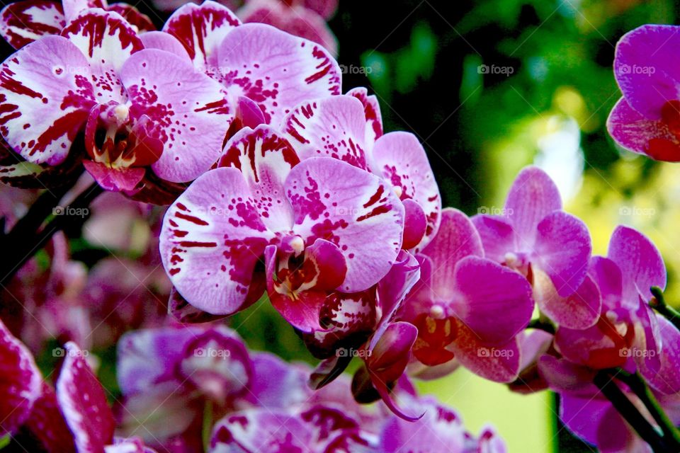 Orchids 