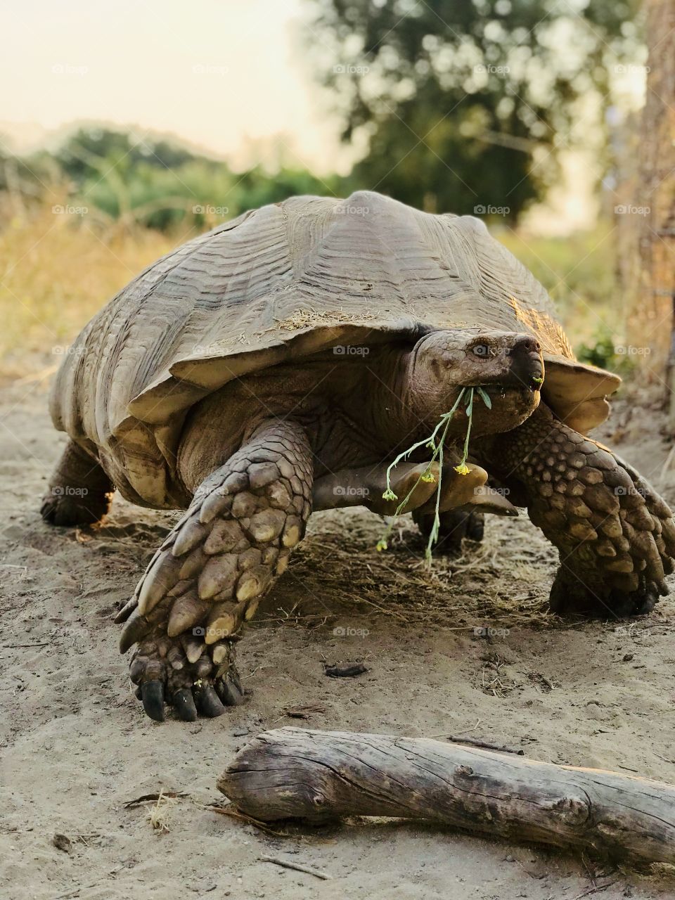This turtle probably 30 or 40 years old 