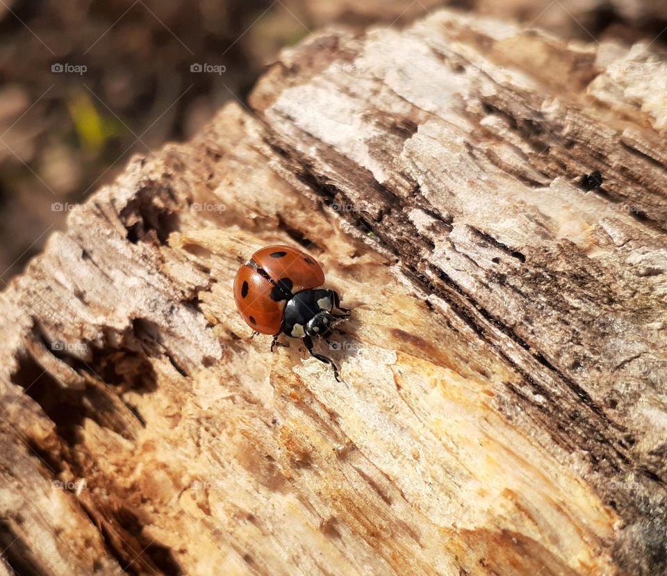 Photo of a red beetle on the bark of a tree