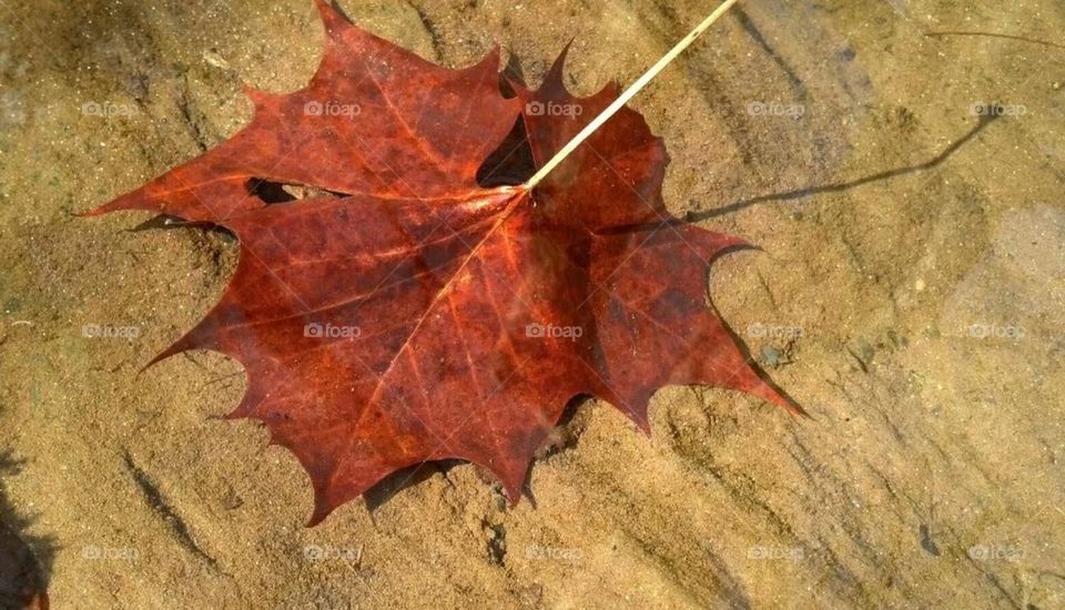 leaf under water