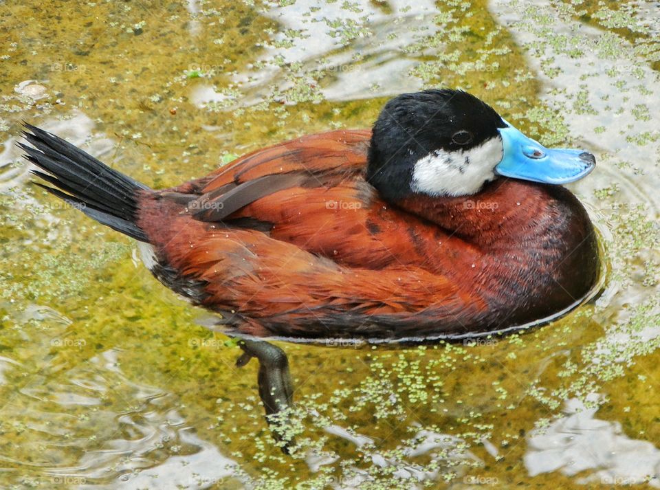 Colorful Male Duck. Blue-Billed 
African Duck