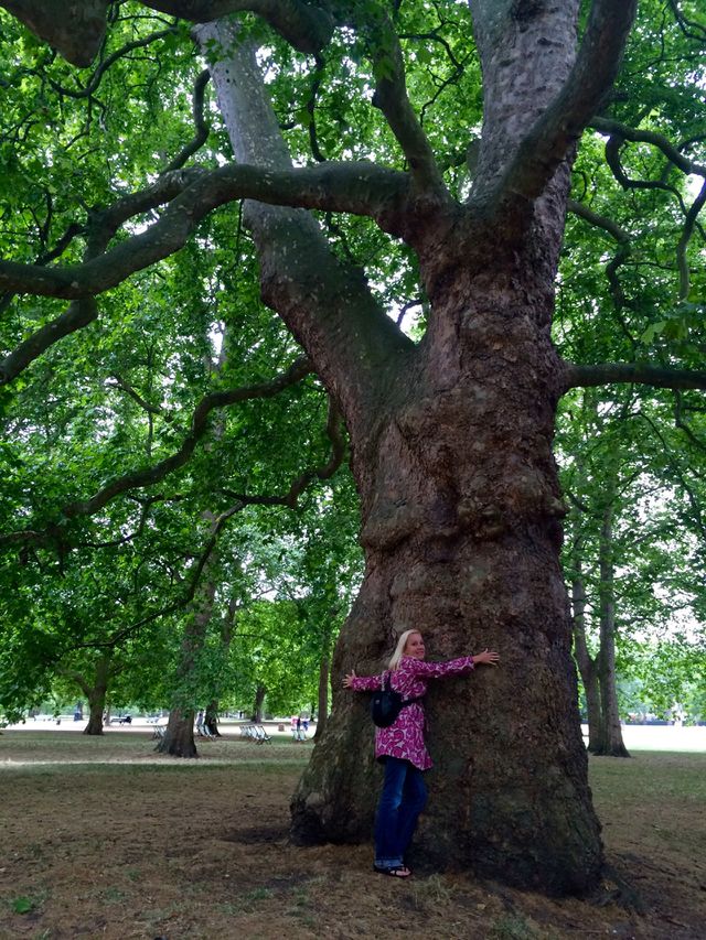 Big tree trunk
