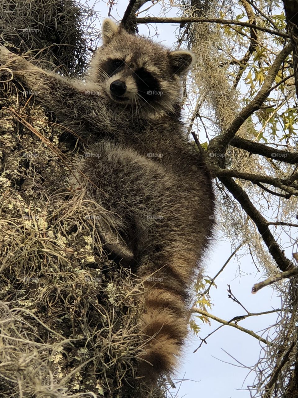 Raccoon climbing a tree in our back yard perfect pic