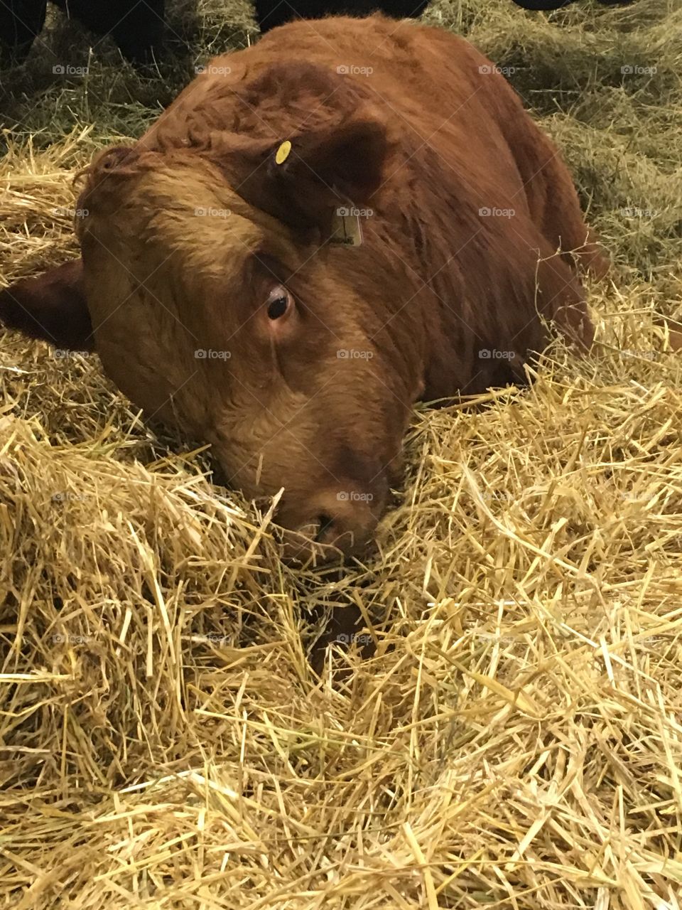 A cow at the farm show 