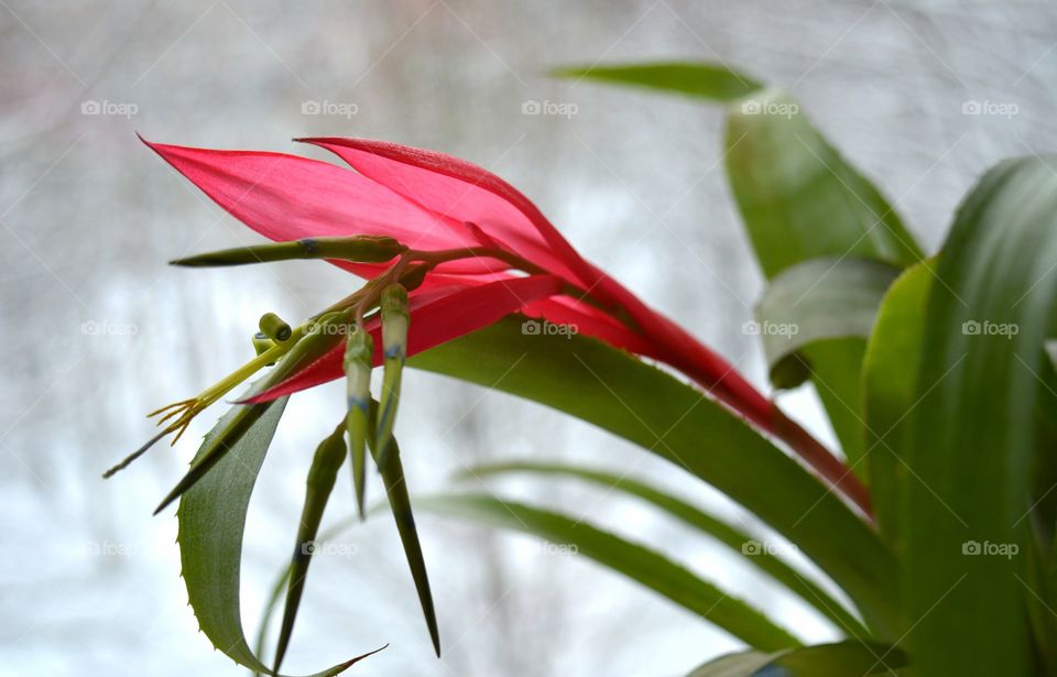 red flower bromeliad house plants blooming