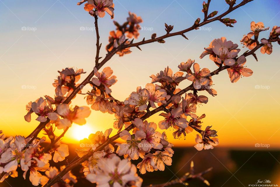 beautiful cherry blossoms white and pink with the glowing sunlight between bunches of it.