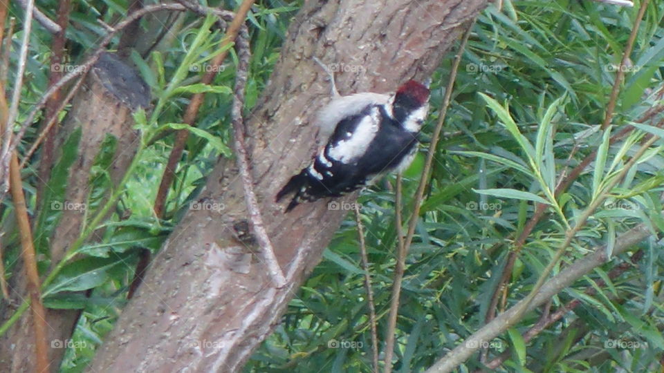 Great spotted woodpecker 