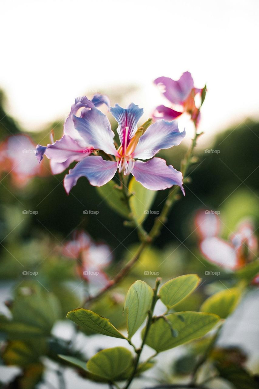 a close up of a purple flower with green leaves

spring vibes.