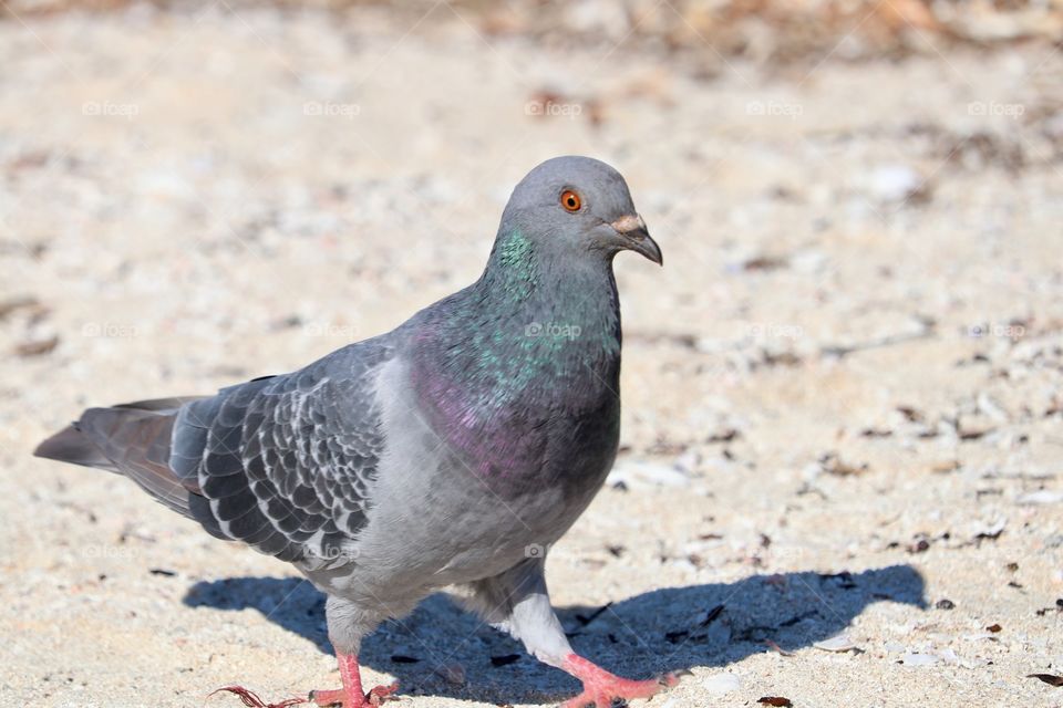 Pigeon standing on the beach closeup 