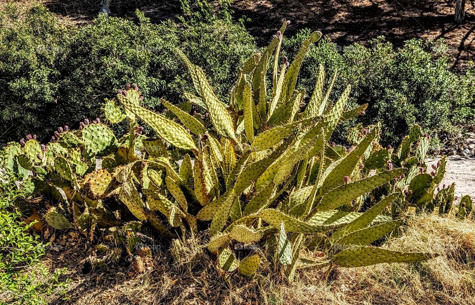 Las Vegas Where The Wild Ones Are Green!