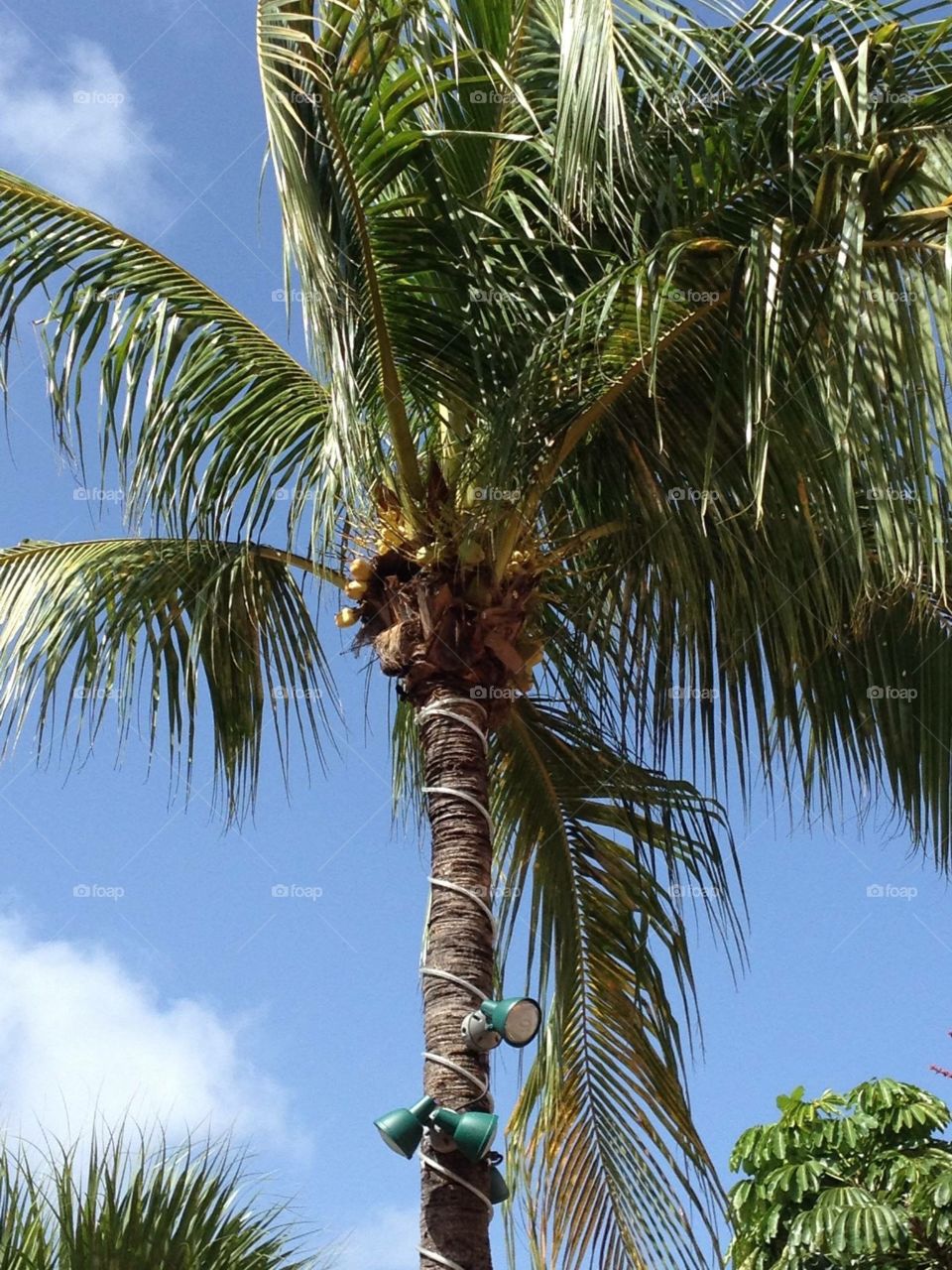 Island palms
