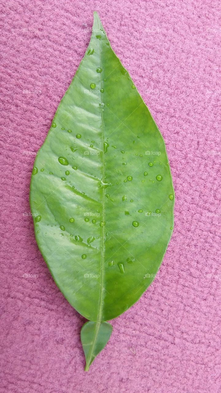 Beautiful rain drop on green leaf.