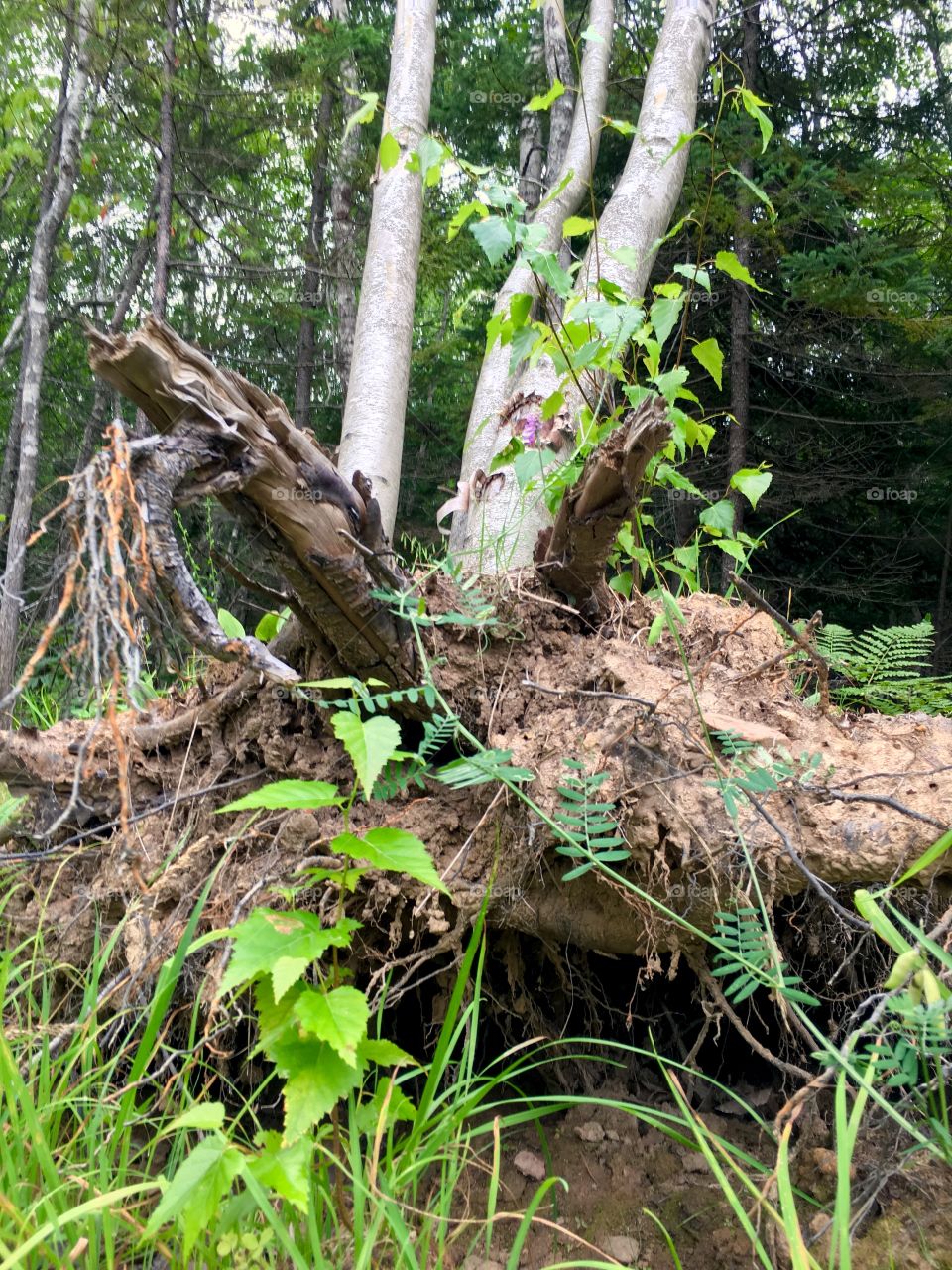 Trees uprooted 