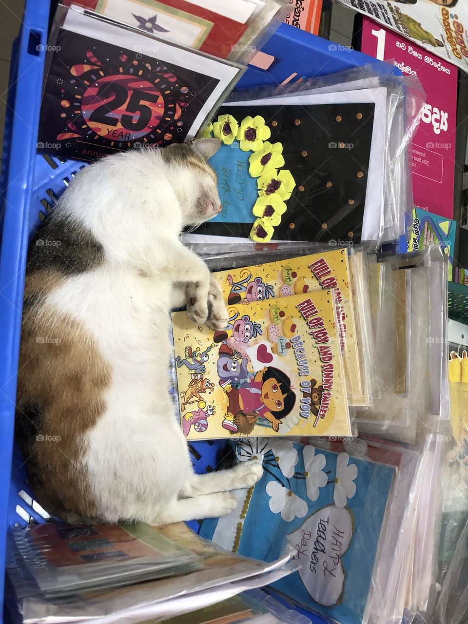 Cat at the bookstore 