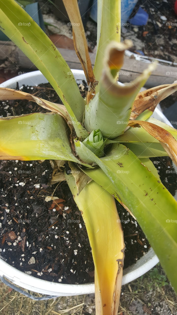 pineapple starting to bloom fresh