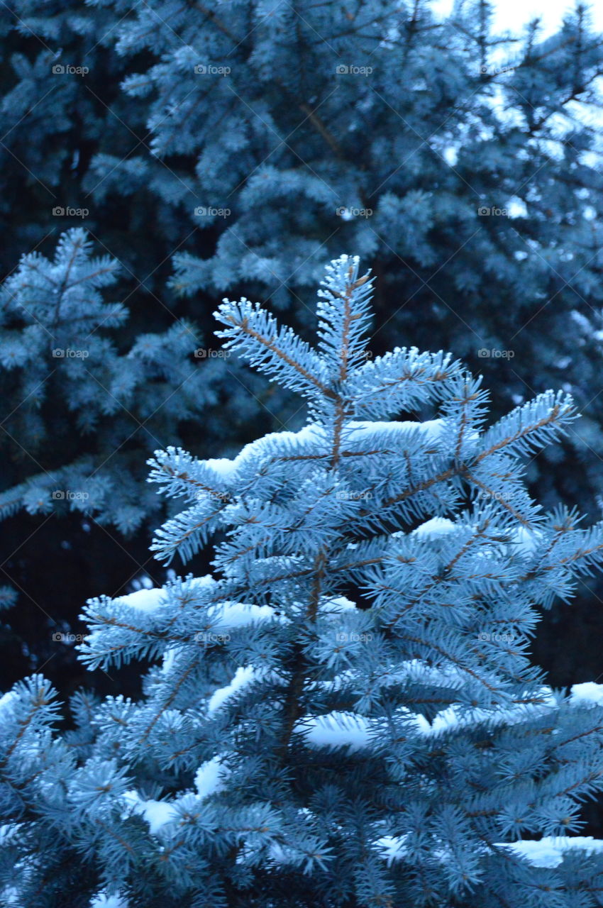 Snow, winter, blue spruce, needles, tree,