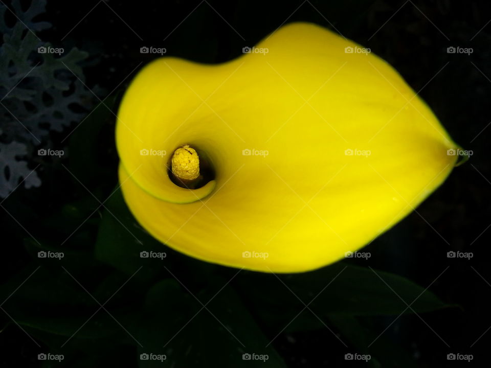 calla  lily. yellow calla lily