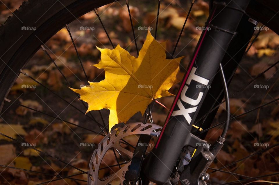 bicycle , fall, leaf, nature , travel , activity, sport 