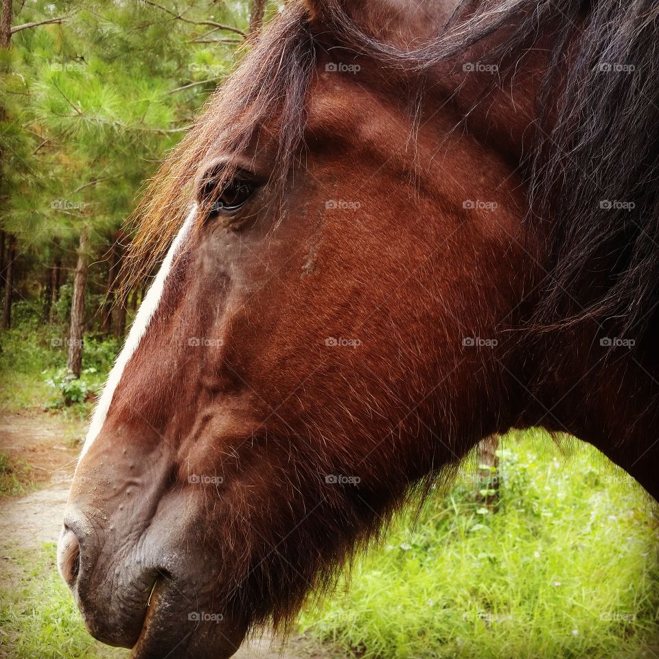Marley, Clydesdale horse profile