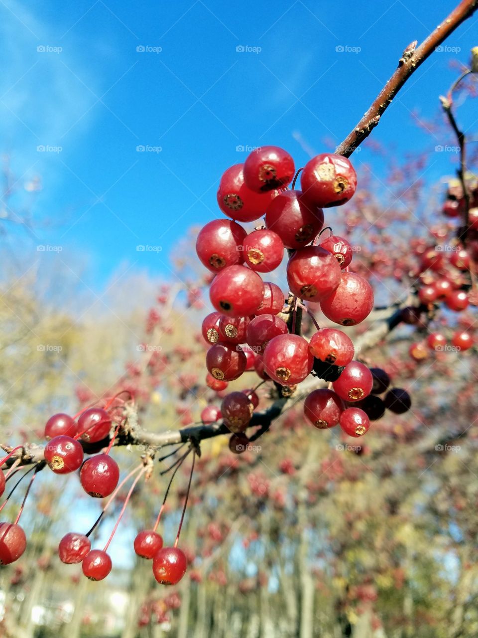 berries