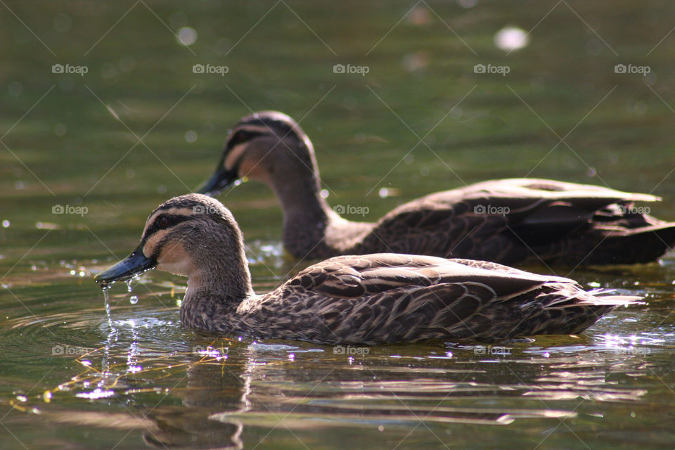 birds water swimming duck by kshapley