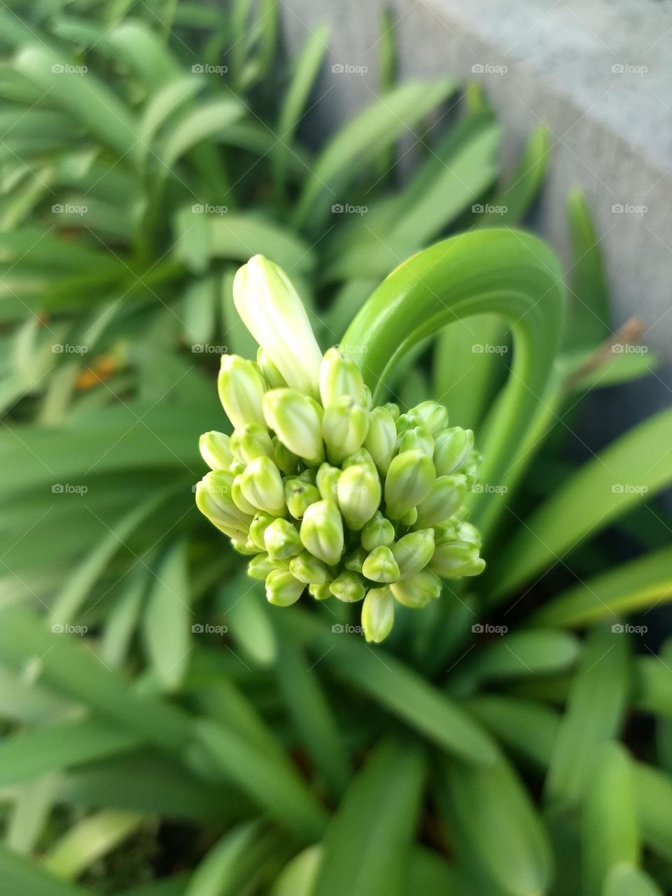 agapanthus and plants