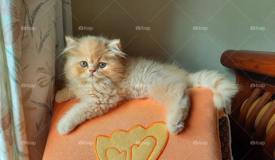 Cute cat lying on a small pillow, eyes looking intently, cat just bathed, cat waiting to eat, cat long thick fur, fluffy cat, cat's coat color is light brown, biege, funny cat, watery eyes, short cat legs