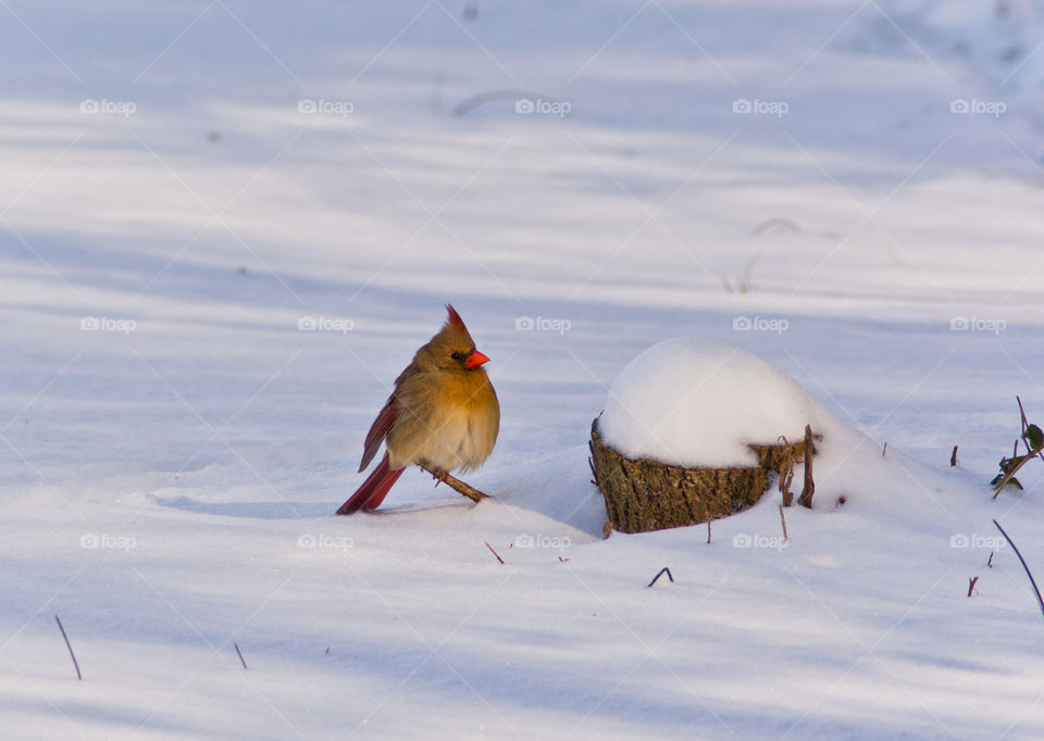 female cardinal in the snow.