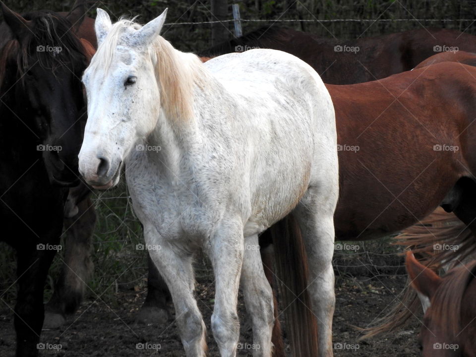 majestic horses 