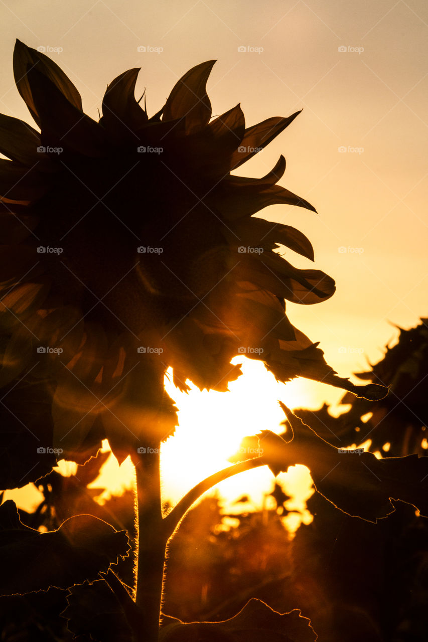 Girassol com por do sol ao fundo