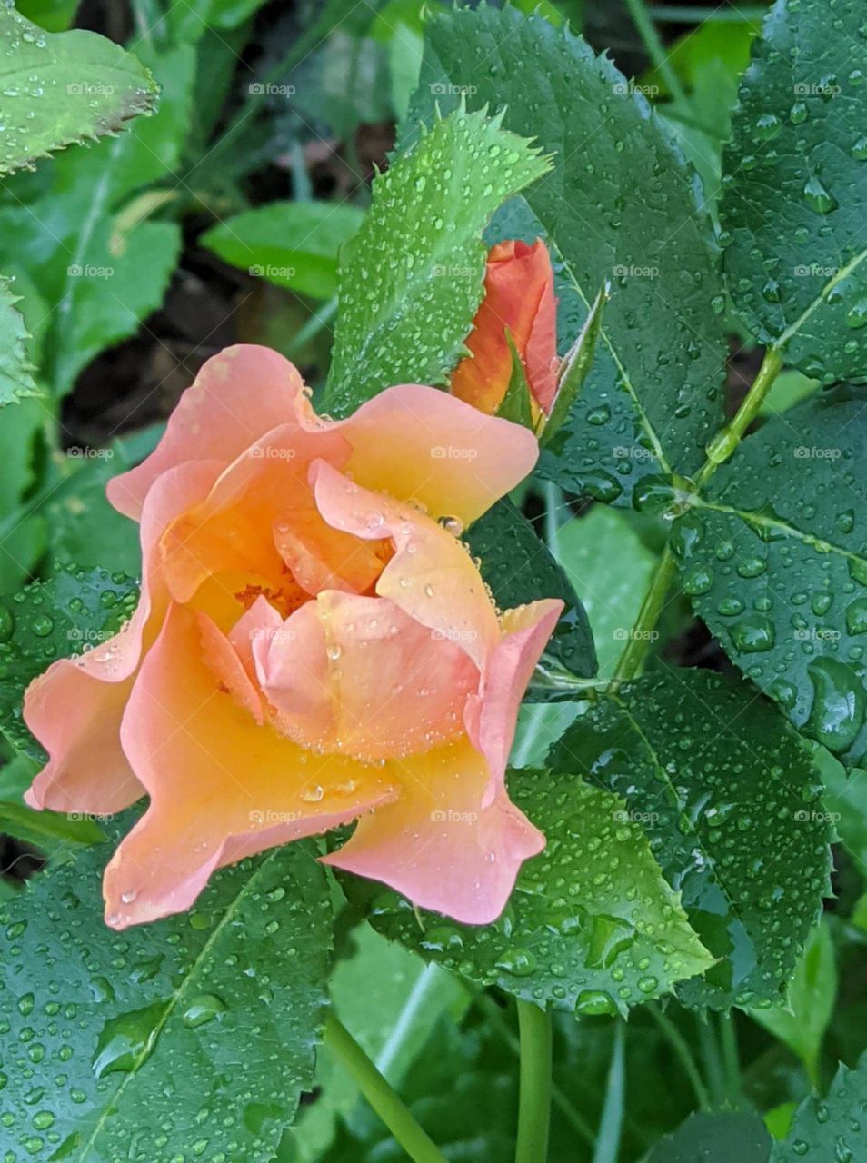 A sweet rose from my garden blooming ever so peacefully to remind us that there is beauty in everything.