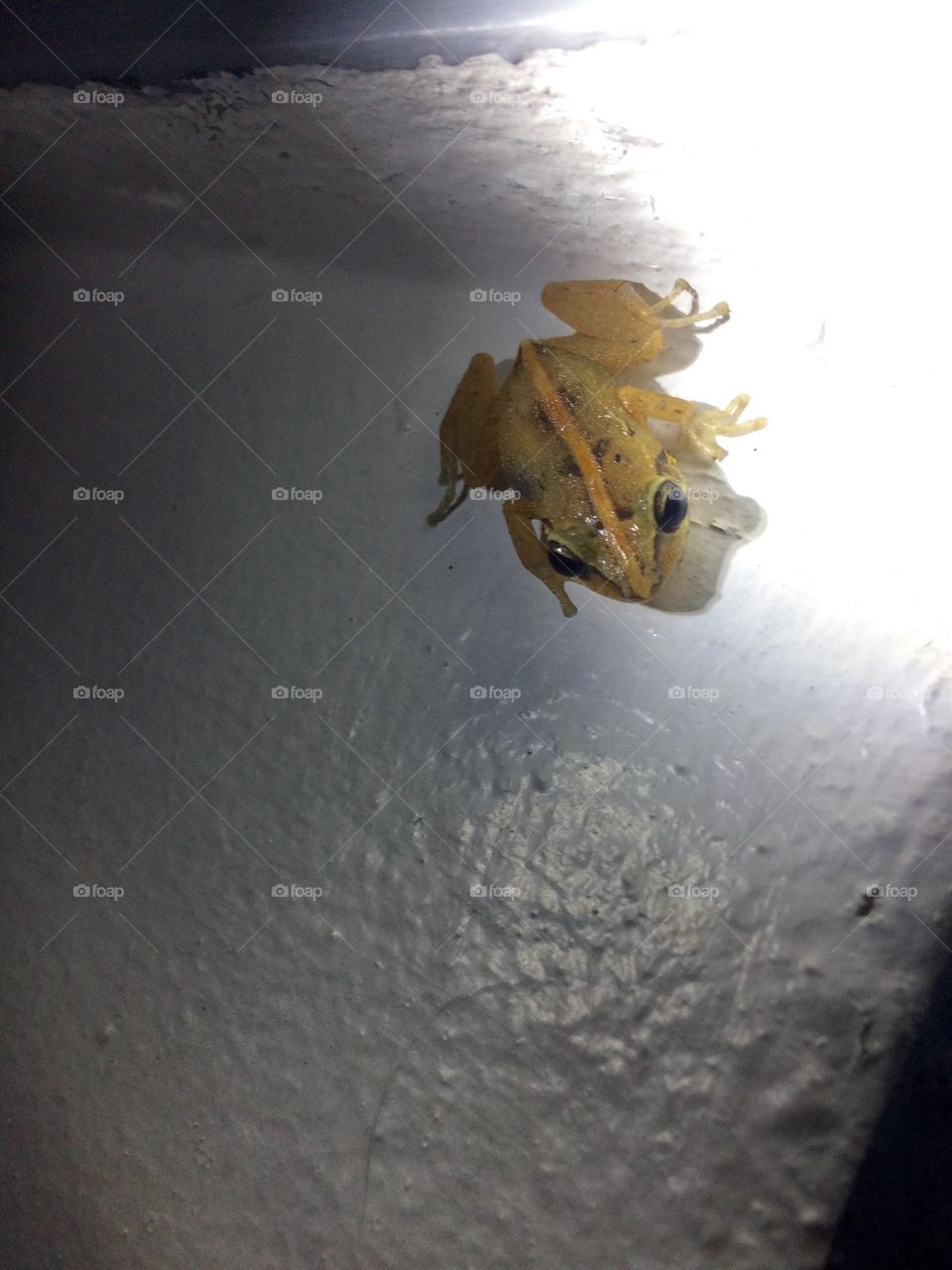 Frog in Dominica 