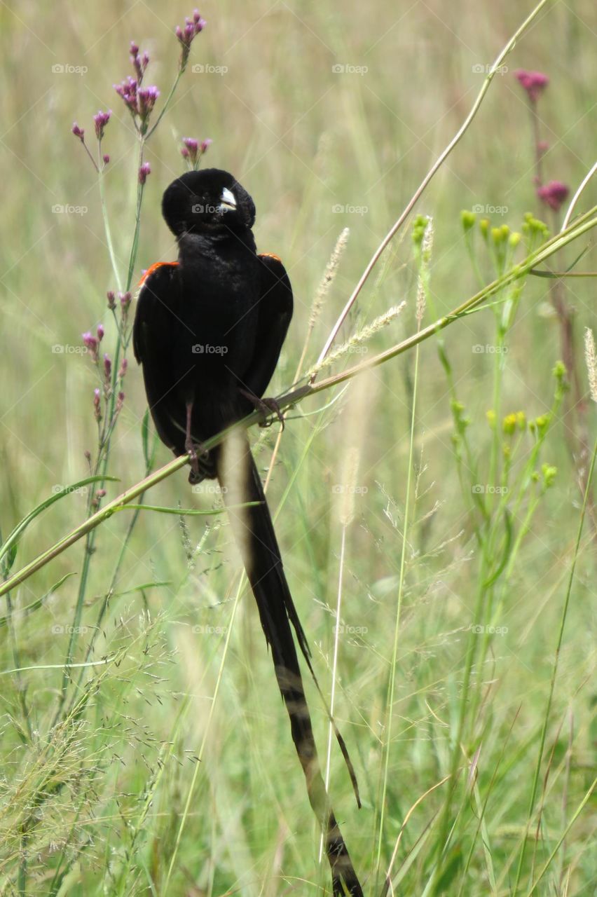 Bird puffed up